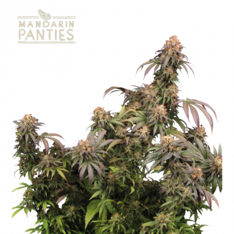 Mandarin Panties - картинка 1