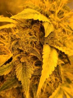 Tahoe Cure - картинка 5