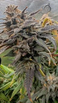 Orange Bud 2.0 - картинка 6