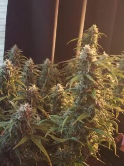 Short Rider Auto - картинка 3