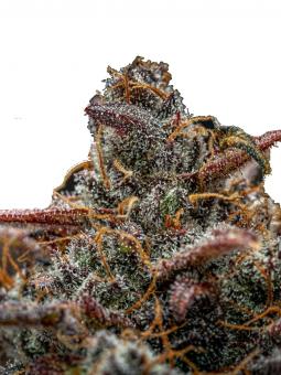 Wendy Auto - картинка 9