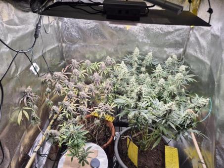 Blue Zushi - картинка 1