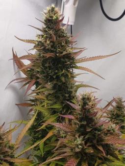 Buddha White Dwarf Auto - картинка 2