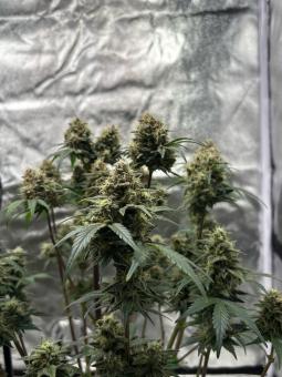 Purple - картинка 4