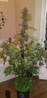 C4 Auto - картинка 3