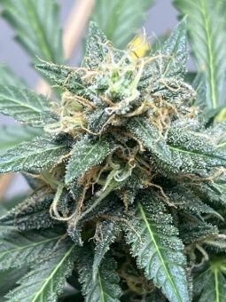 Six Shooter Auto - картинка 8