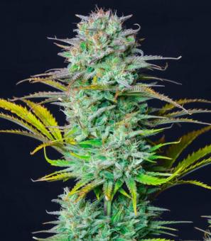 Kosher Cake Auto - картинка 4