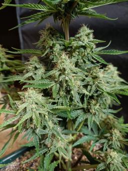 Auto White Widow CBD - картинка 5