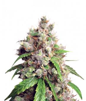 Auto Euforia - картинка 1