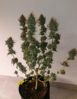 Super Bud - картинка 6