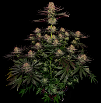 Seriotica - картинка 3