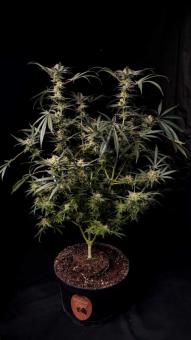 Chocolate Wafflez - картинка 2