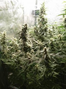 Critical Herer genetics - картинка 2