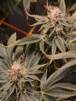 Nicole Og Kush - картинка 5