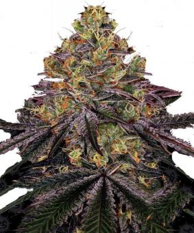 Watermelon Zkittlez - картинка 8