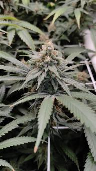 Strawberry Chemdawg OG - картинка 3