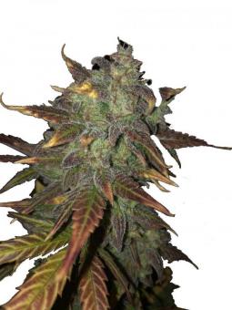 Exodus Cheese Auto - картинка 1