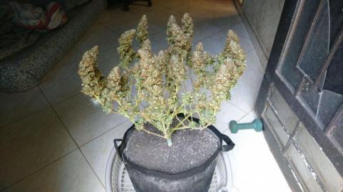 Space Cookies - картинка 6