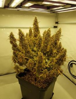 Auto Power Plant - картинка 7