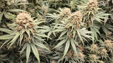 Black Domina Fast - картинка 2