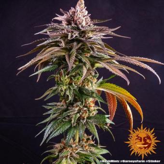 Kush Mintz - картинка 4