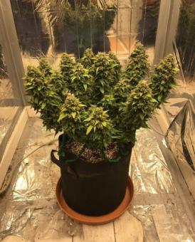 CBD Auto Charlotte's Angel - картинка 2