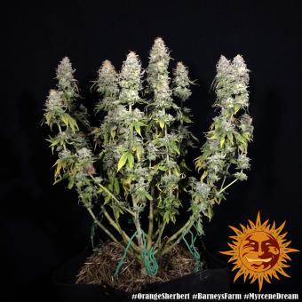 Orange Sherbert - картинка 4