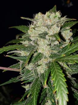 Great White Shark - картинка 2