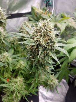 L.A. Amnesia - картинка 3