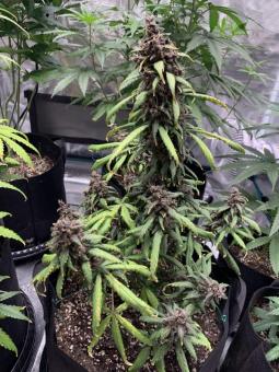 LSD-25 Auto - картинка 6