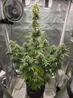 Auto Blue Ace CBD Fam - картинка 2