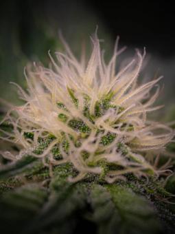 Tropical Tangie - картинка 6