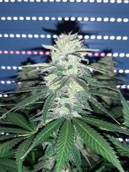 Black Jack Auto - картинка 4