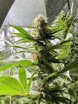 Muse - картинка 3