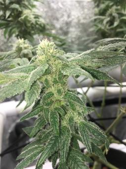 Honeybells CBD - картинка 4