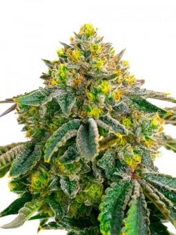 Auto Hulk OG genetics - картинка 6