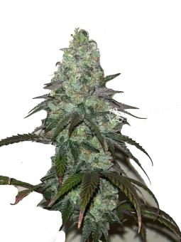 El Xupet Negre - картинка 1