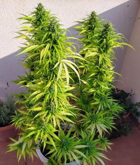 Kryptonite - картинка 3