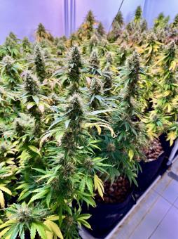 Malquerida - картинка 3