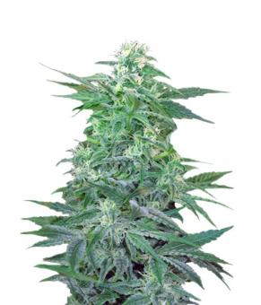 Big Foot - картинка 1