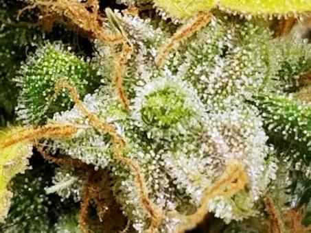 Auto Fresh Candy - картинка 1