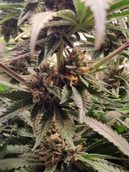 Lava Freeze - картинка 2