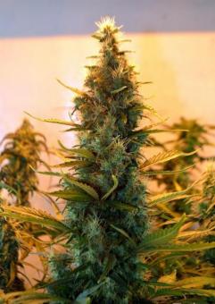 Lowryder autofem (IBL) - картинка 3