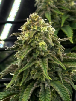 Super Critical - картинка 3