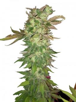 Atomical Haze - картинка 1