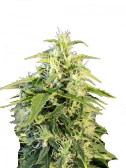 Chronic Ryder BX autoreg - картинка 1