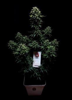 Doctor's Choice #1 Auto - картинка 3