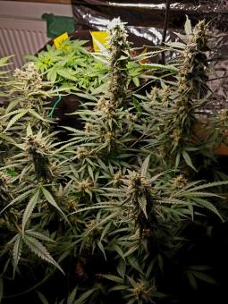 Gelato Auto - картинка 2