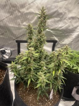 Auto Super OG Kush - картинка 3