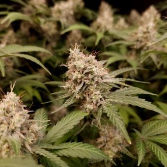 Sweetopia - картинка 6